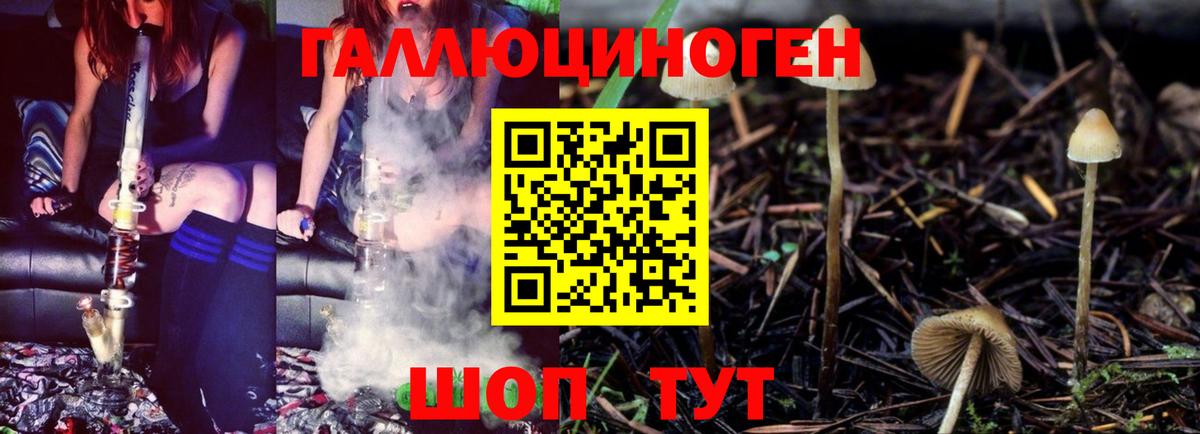 Галлюциногенные грибы Psilocybine cubensis Бузулук